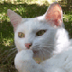 cat_ani_80x80.gif